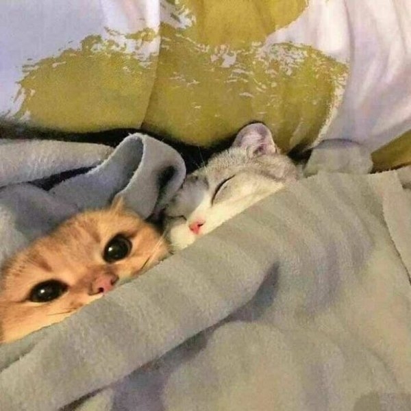 funnycats11_008