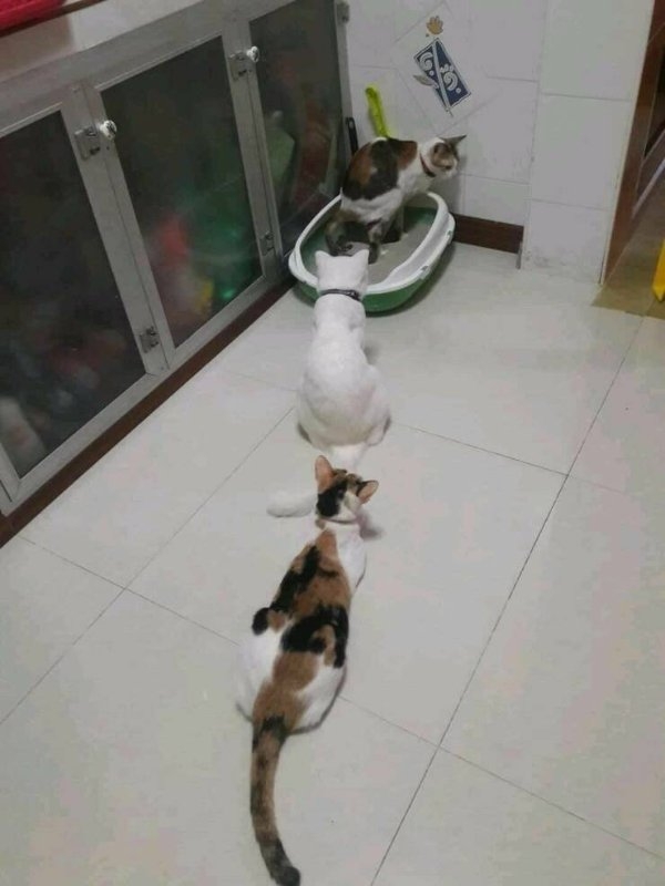 funnycats11_009