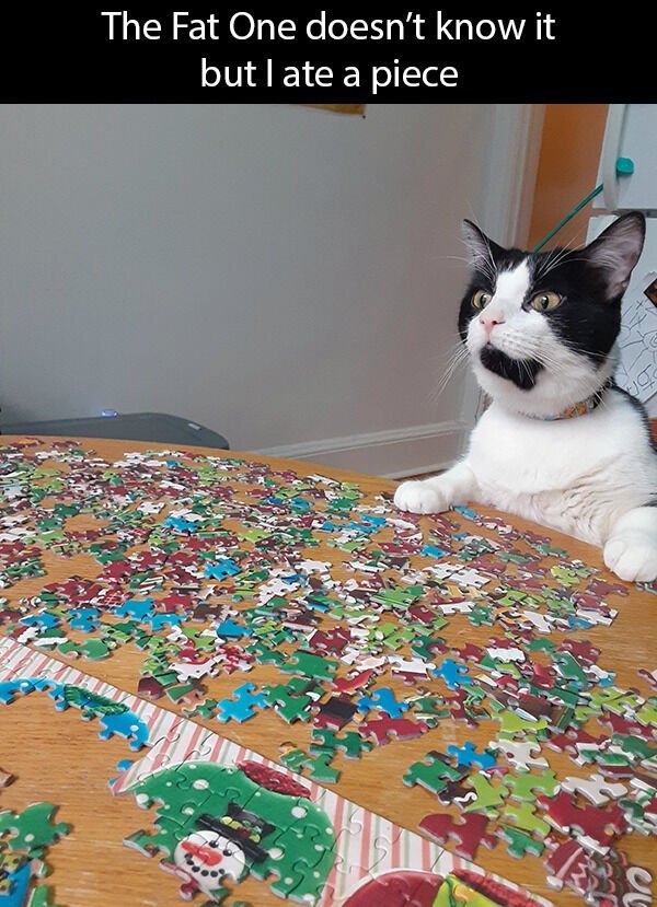 funnycats11_010