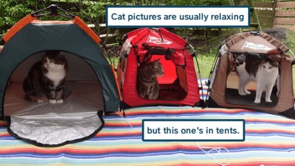 funnycats11_013