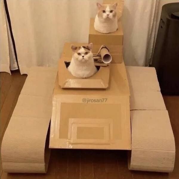 funnycats11_014