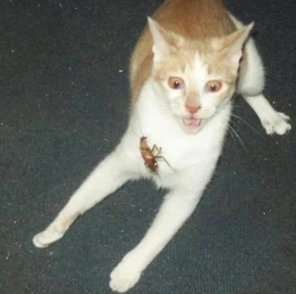 funnycats11_015