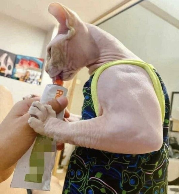 funnycats11_016