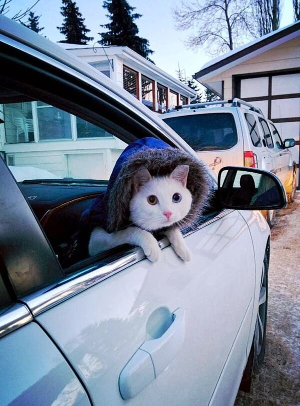 funnycats11_019