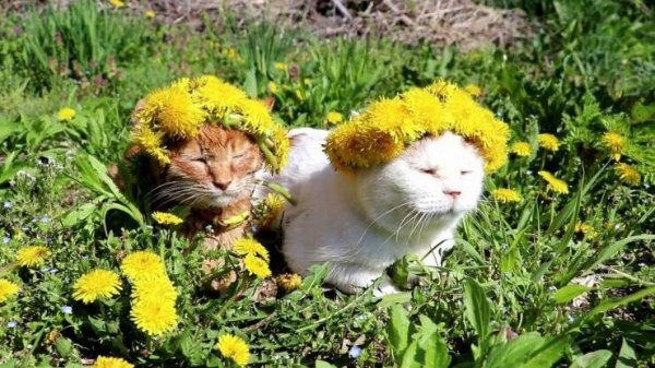 funnycats11_020