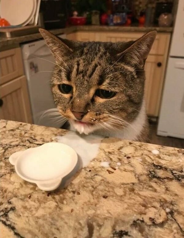 funnycats11_021
