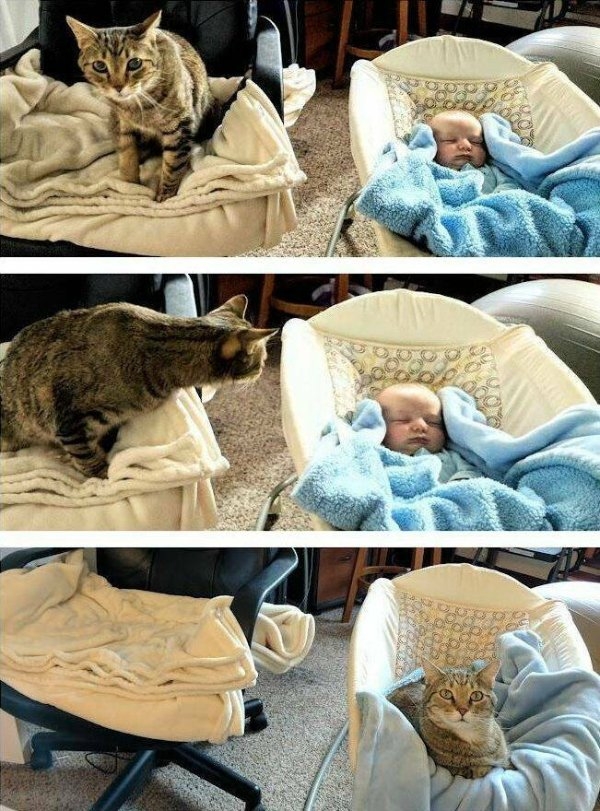 funnycats11_022