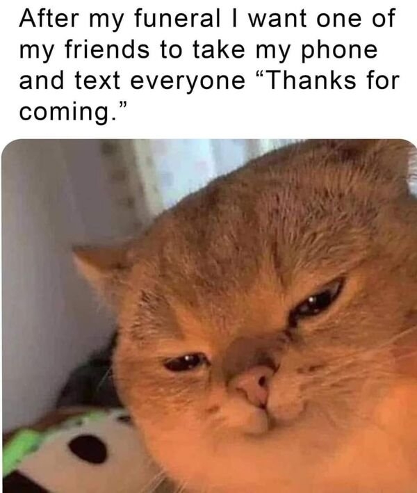 funnycats11_023