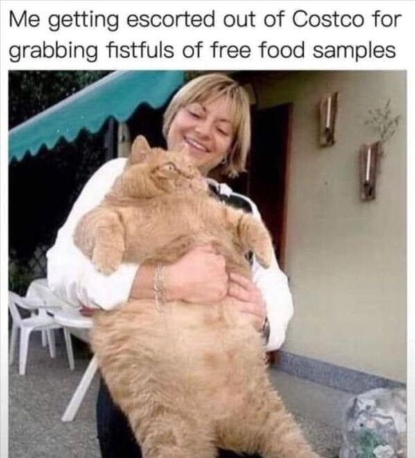 funnycats11_024