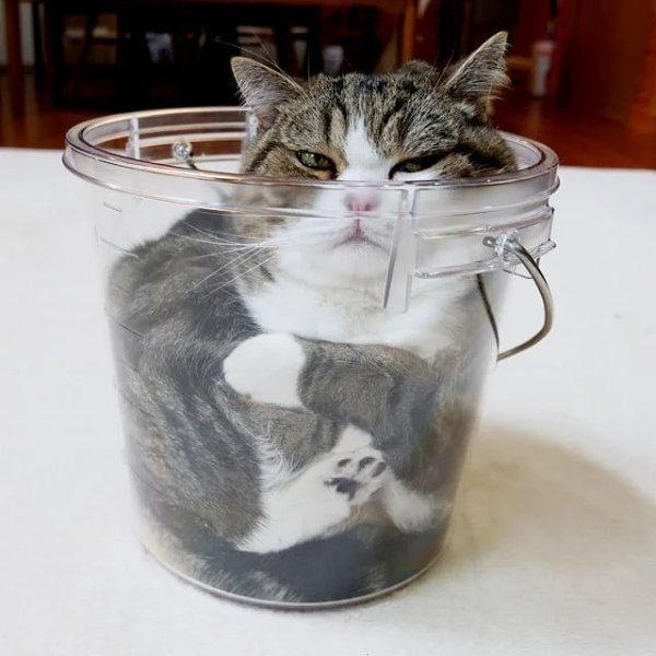 funnycats11_025