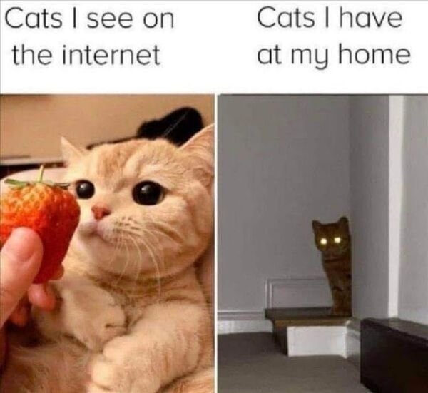 funnycats11_027