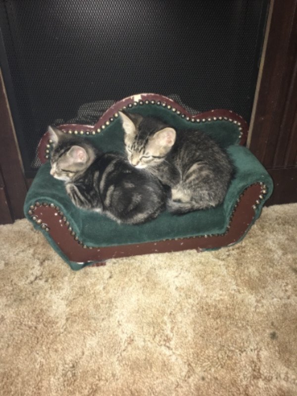 funnycats11_029