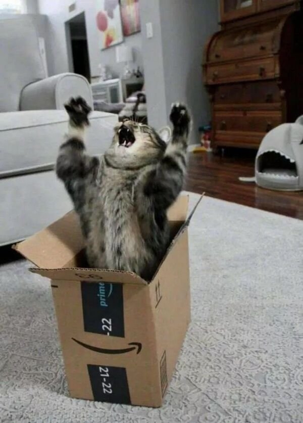 funnycats11_031