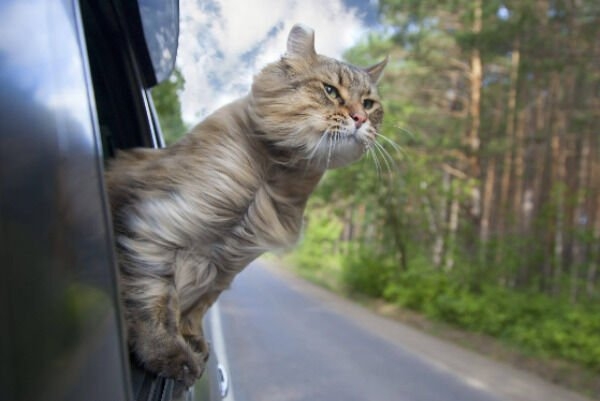 funnycats11_032