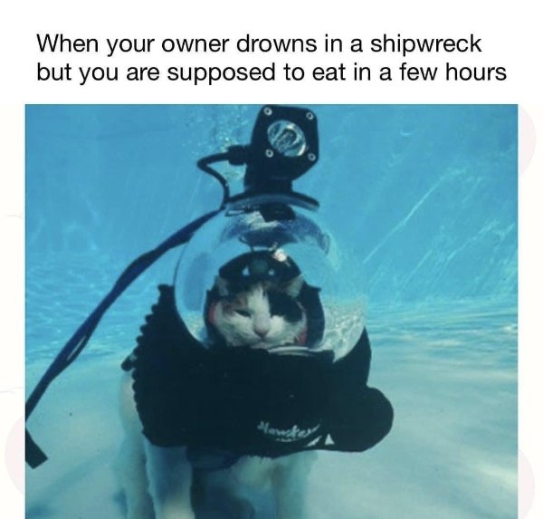 funnycats11_033