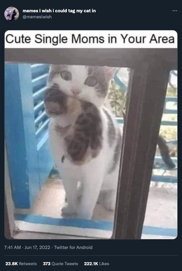 funnycats11_034