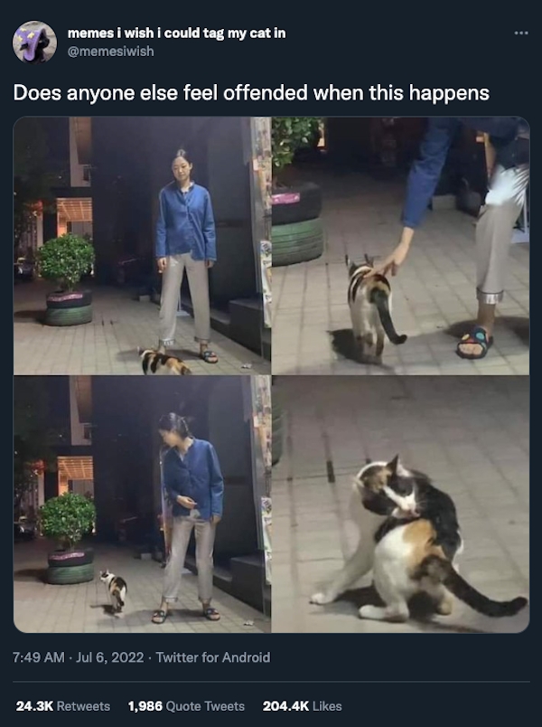 funnycats11_036