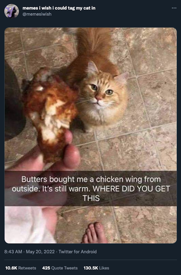 funnycats11_037