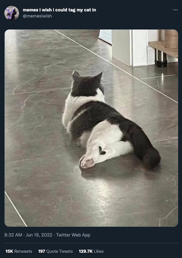 funnycats11_038