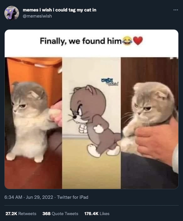 funnycats11_039