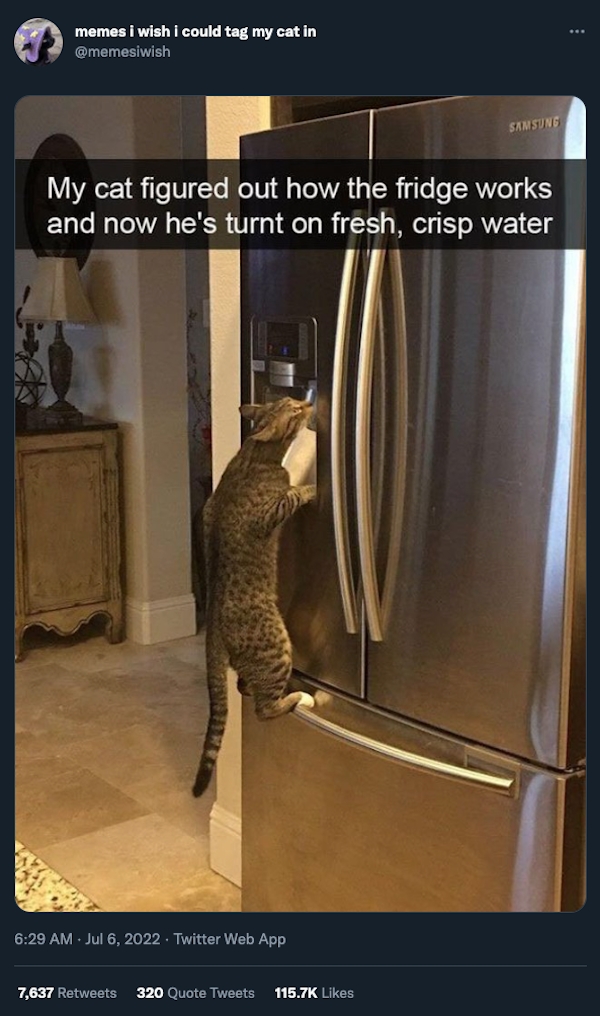 funnycats12_022