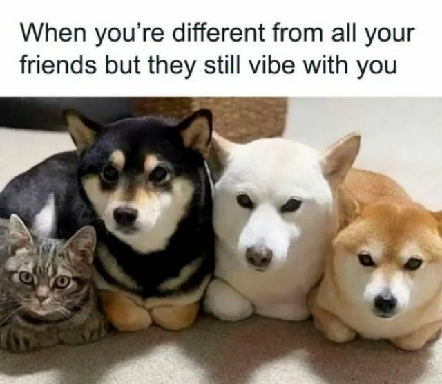 introvertmemes6_010