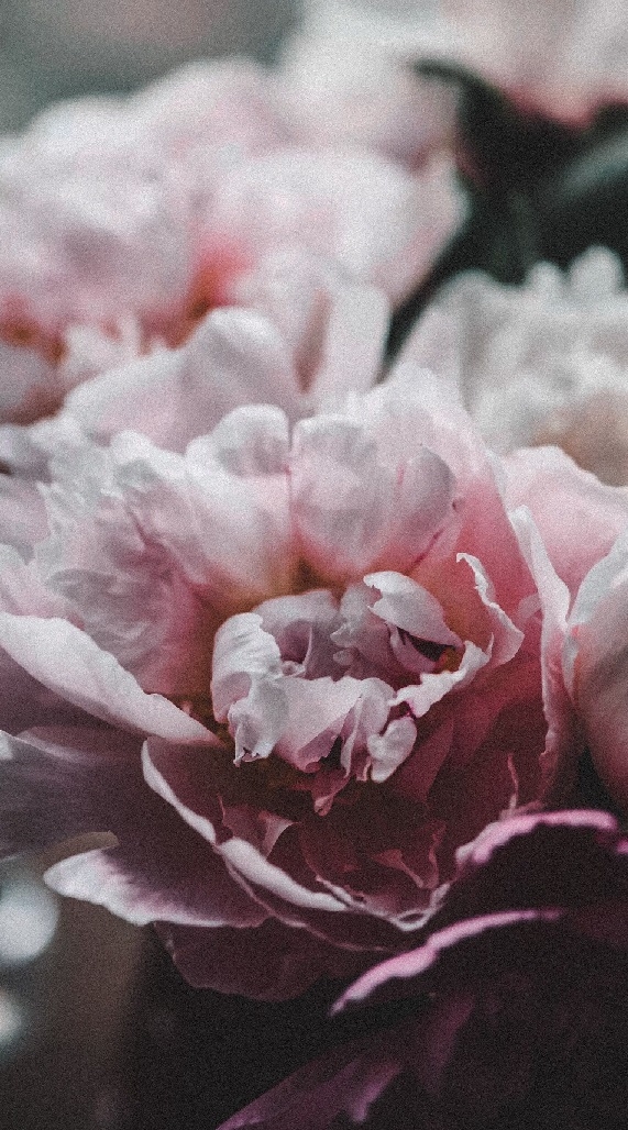 mobilewallpapers9_013