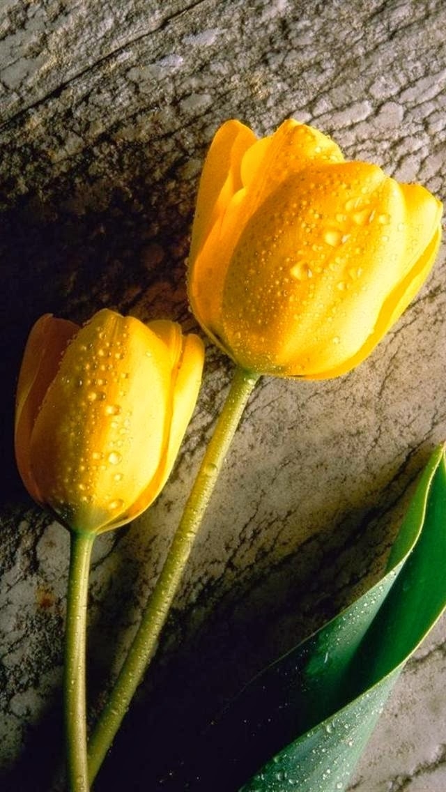 mobilewallpapers9_028