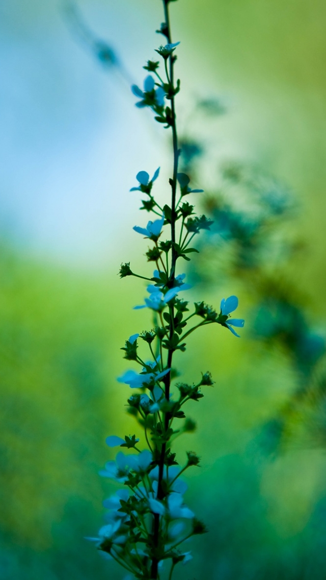 mobilewallpapers9_036