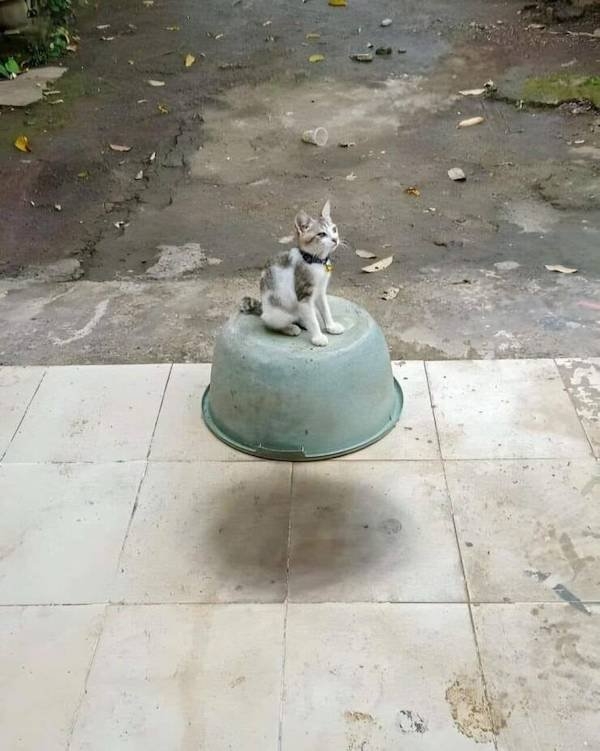 opticalillusions3_004