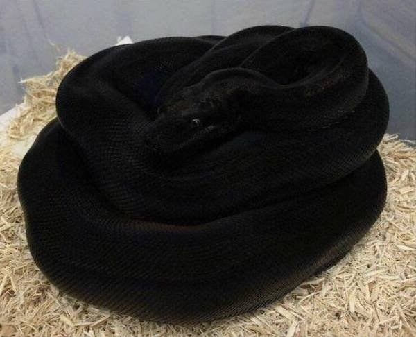 opticalillusions3_014