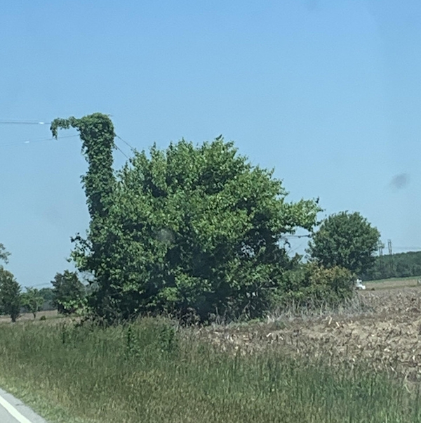 opticalillusions3_022