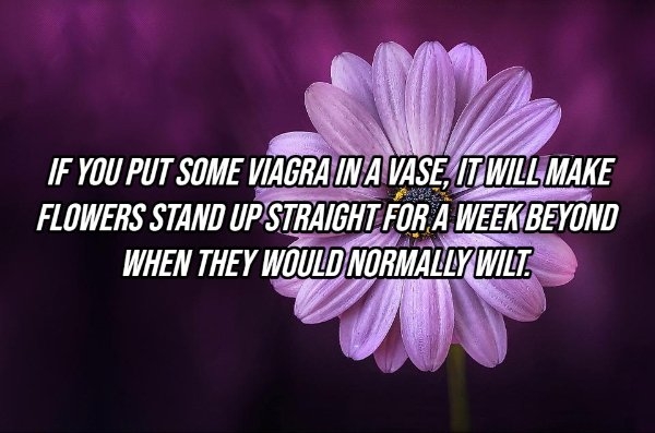 pixarfacts13_012