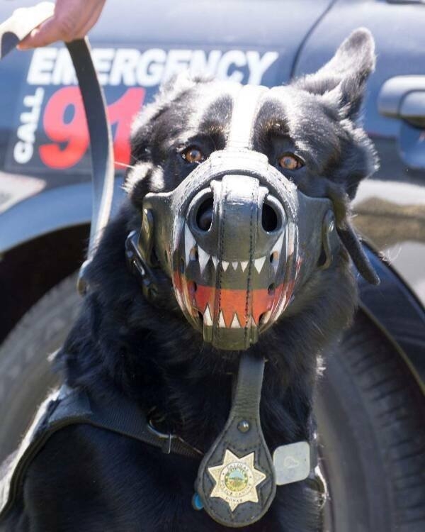 policeallovertheworld_016