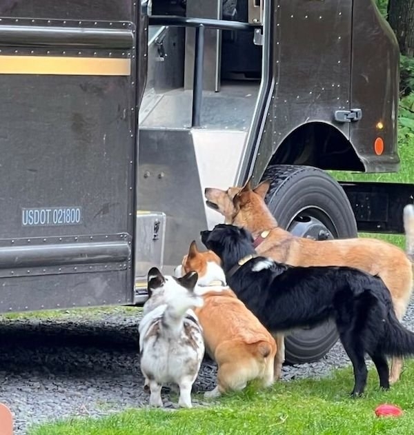 dogs12_007