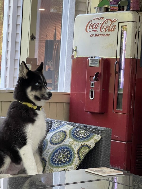 dogs12_010