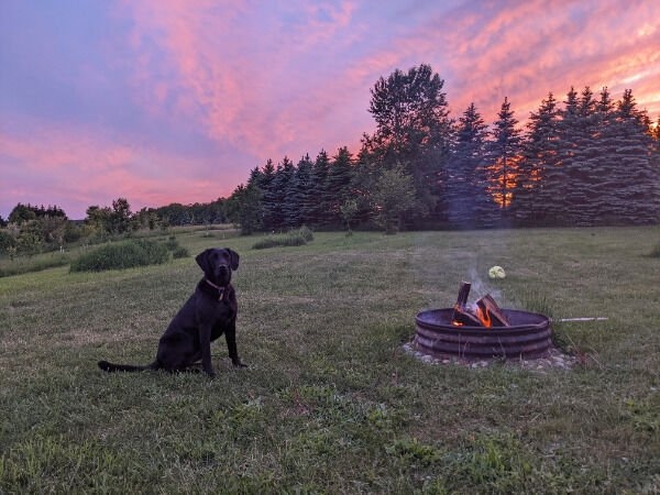dogs12_012