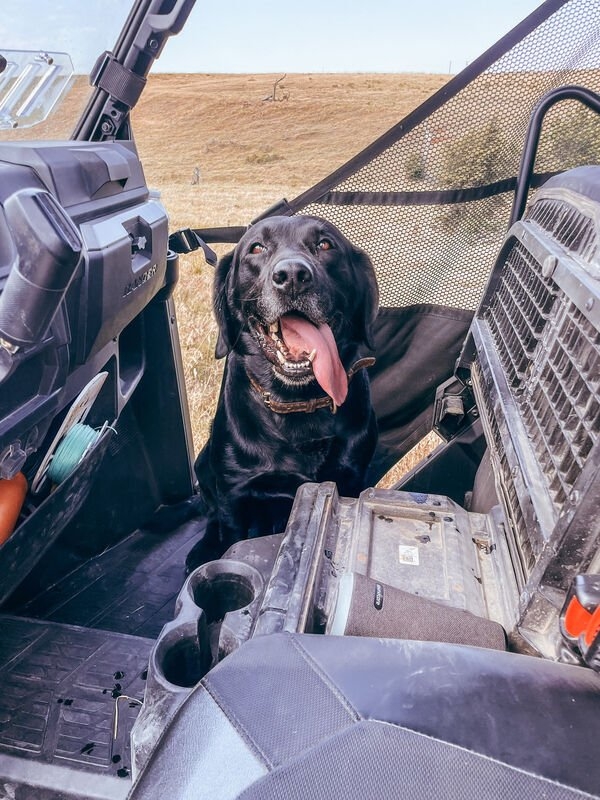 dogs12_014