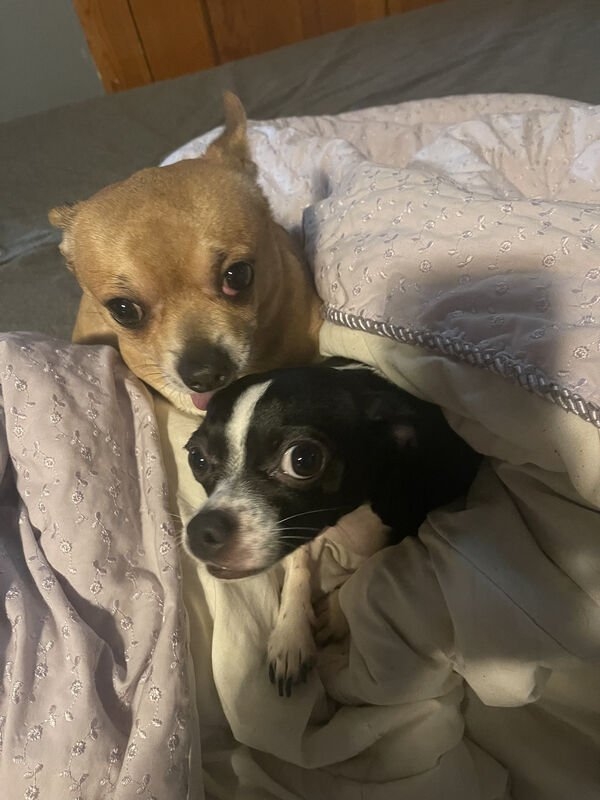 dogs12_016