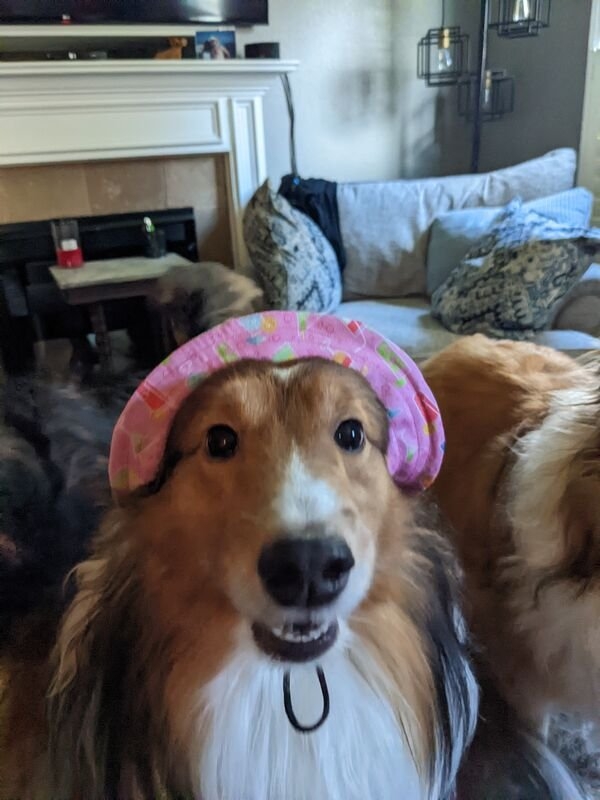 dogs12_019