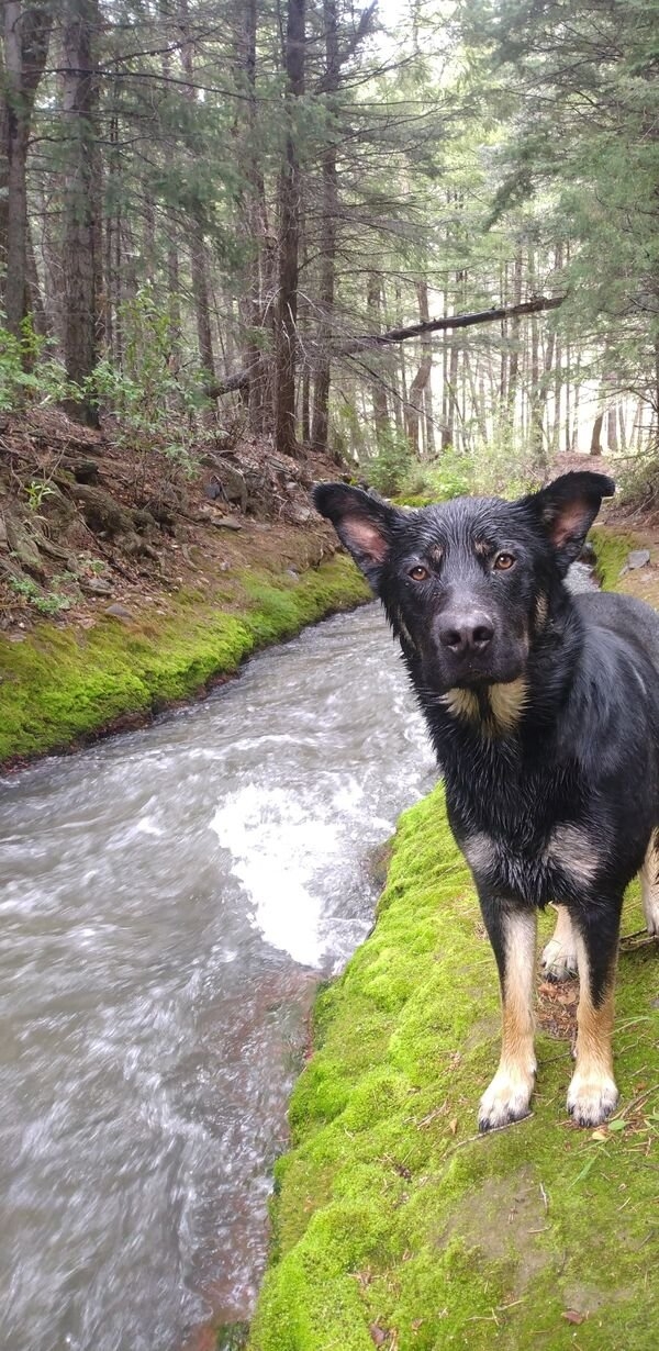 dogs12_020