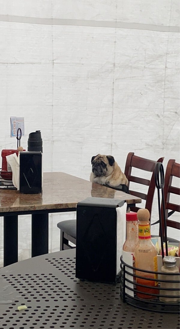 dogs12_021