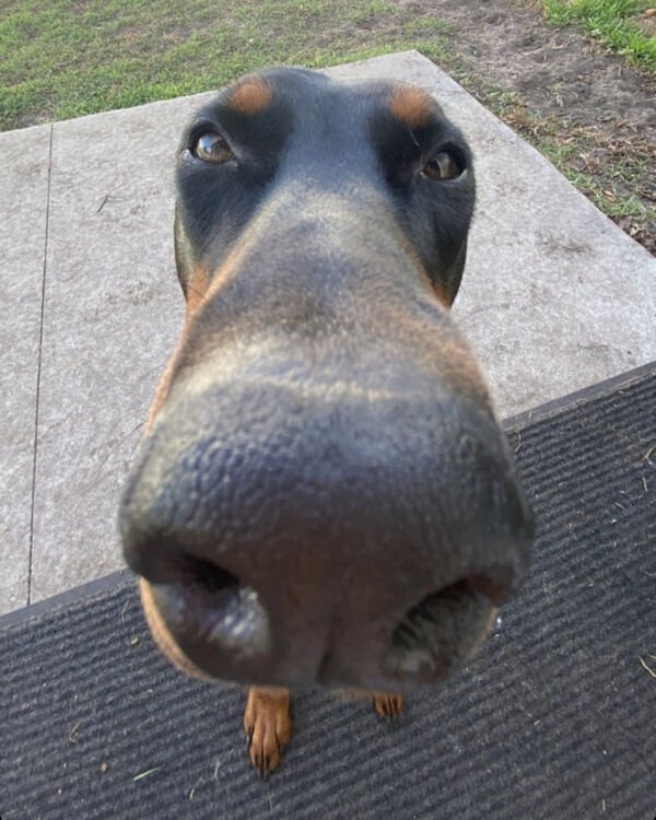 dogs12_023