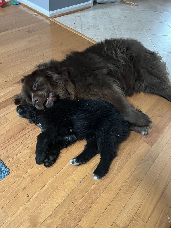 dogs12_025
