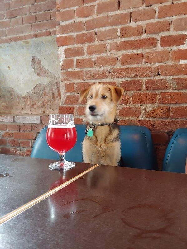 dogs12_026