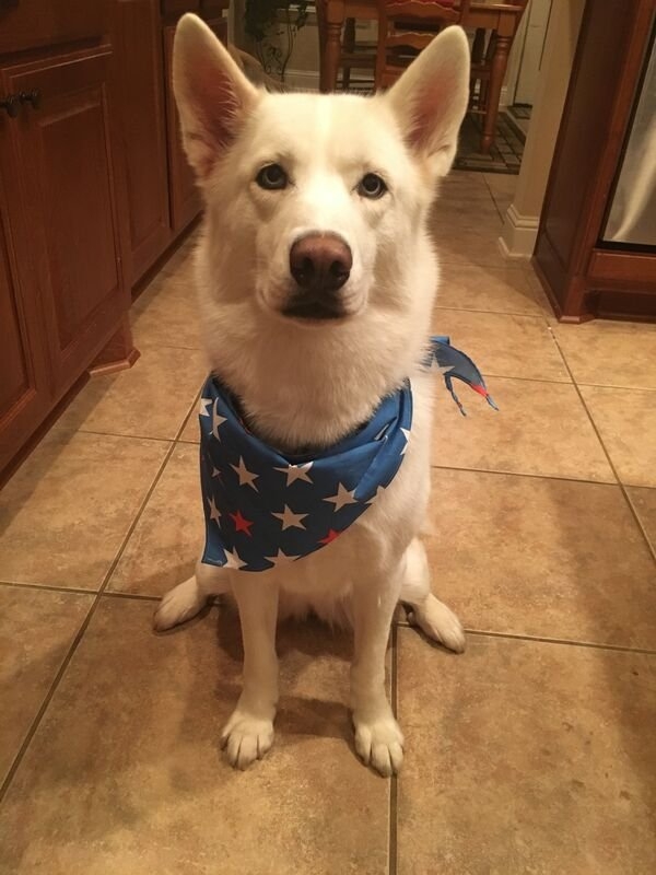 dogs12_027