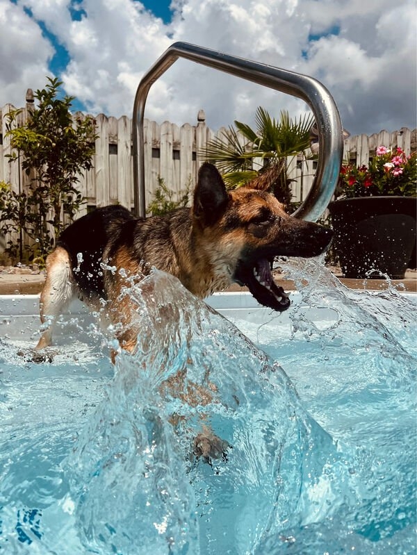 dogs12_028