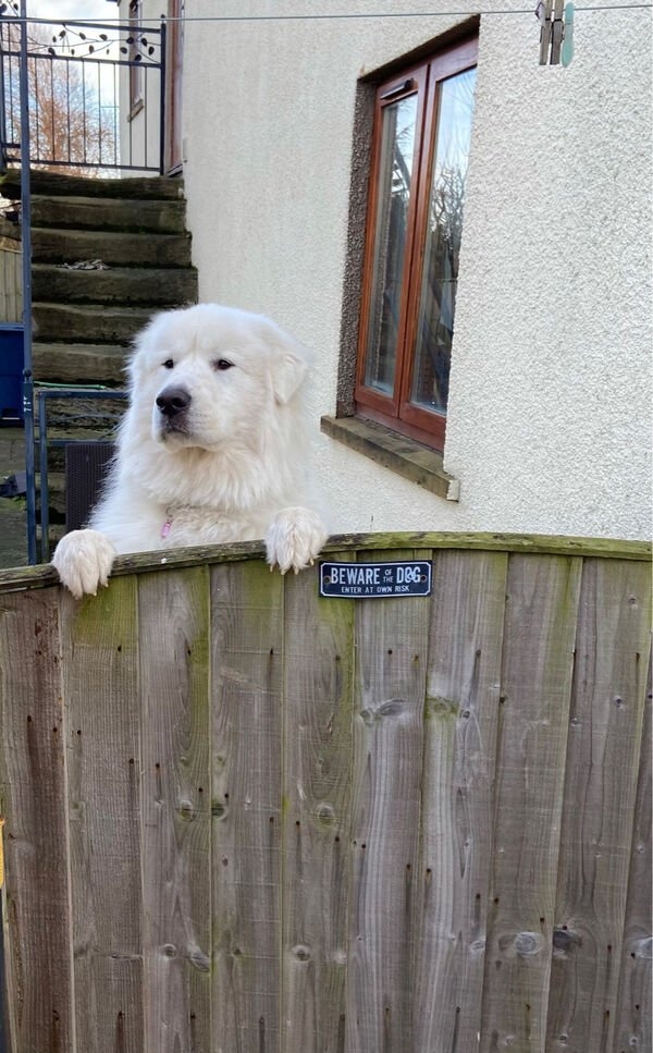 dogs12_029