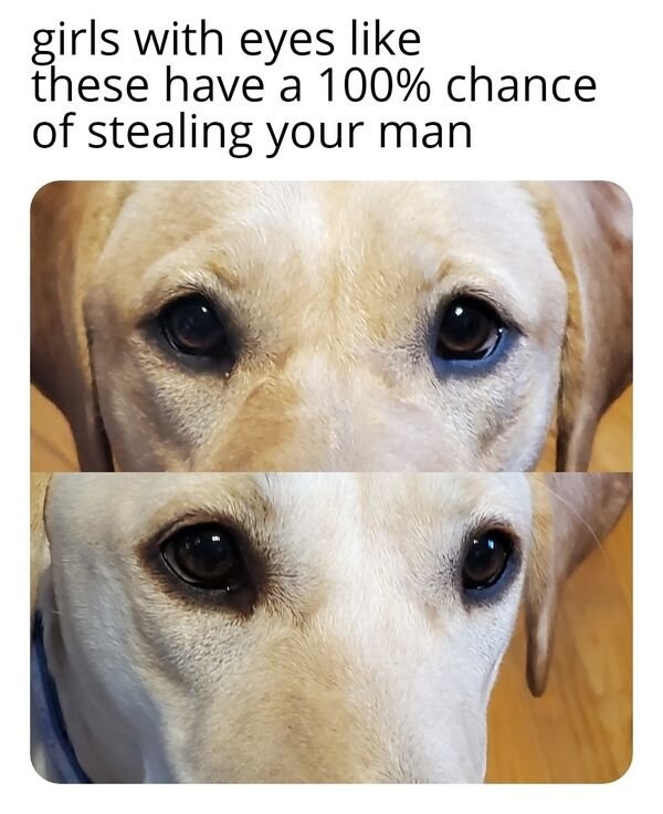 dogs12_030