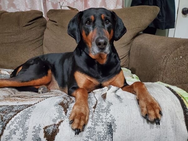 dogs12_031
